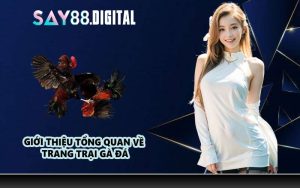 Giới thiệu tổng quan về trang trại gà đá